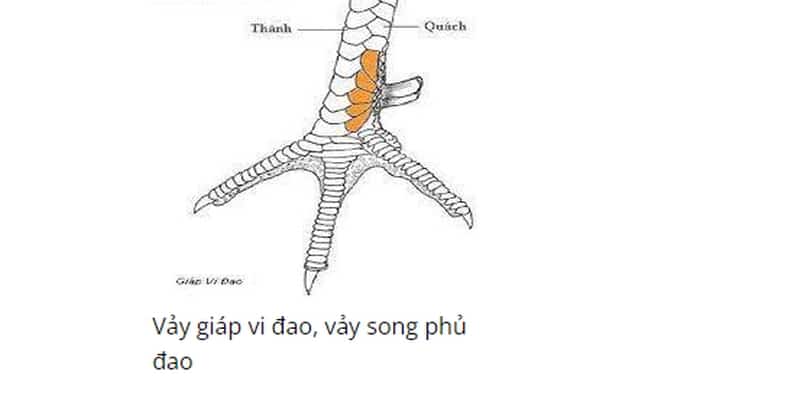 Vảy giáp vi đao,vảy song phủ đao