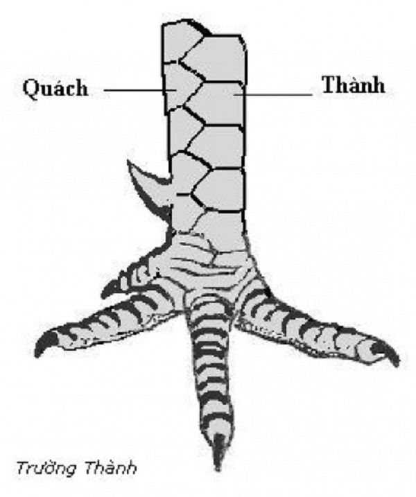 Vảy trường thành